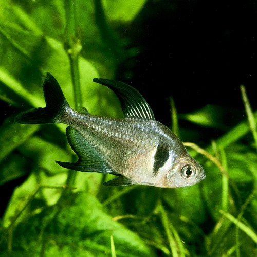 Megalamphodus megalopterus - Schwarzer Phantomsalmler M